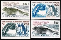 [Antarctic Wildlife, වර්ගය FP]