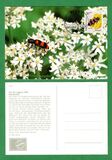 [Youth Hostel Charity - Insects & Flowers, тип AKP]