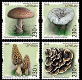 [Flora - Mushrooms, type FR]